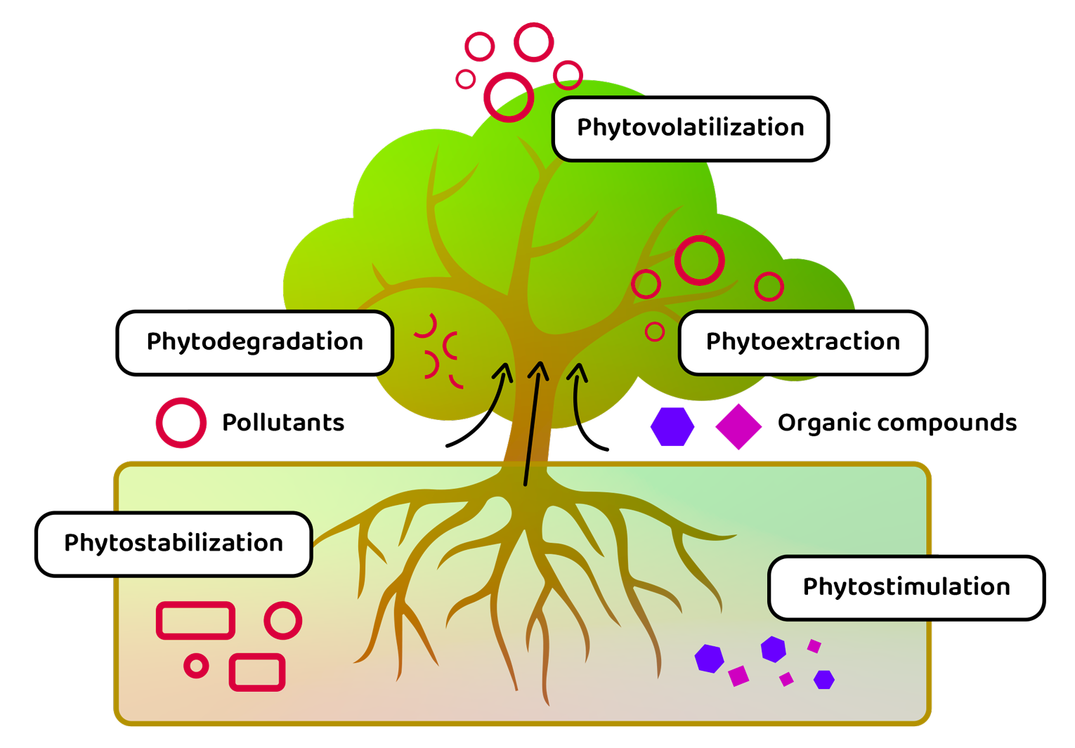 P2C_home_phytoremediation_infographic_OK